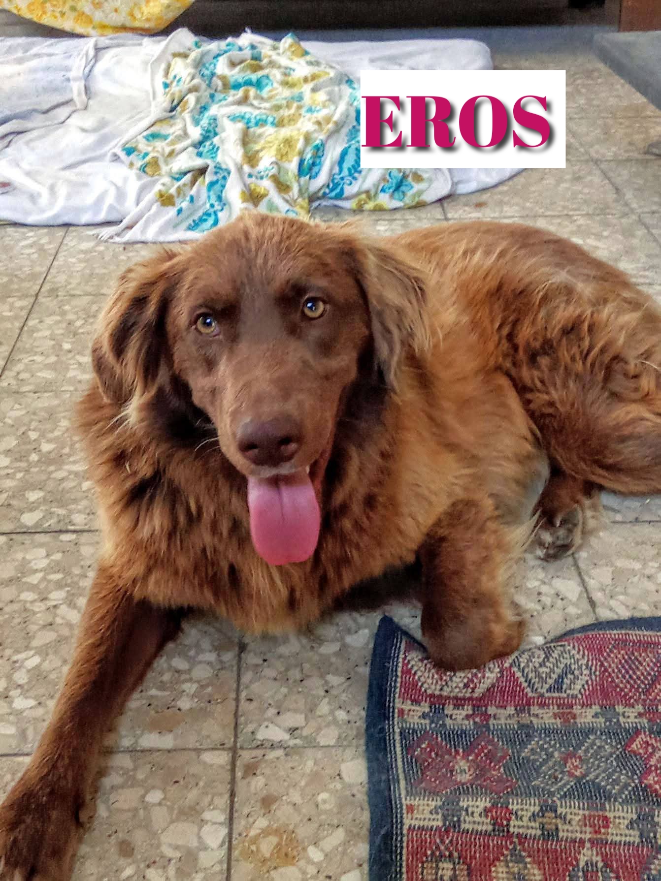 Foto 1 di EROS, cane Mix Golden Retriever in adozione