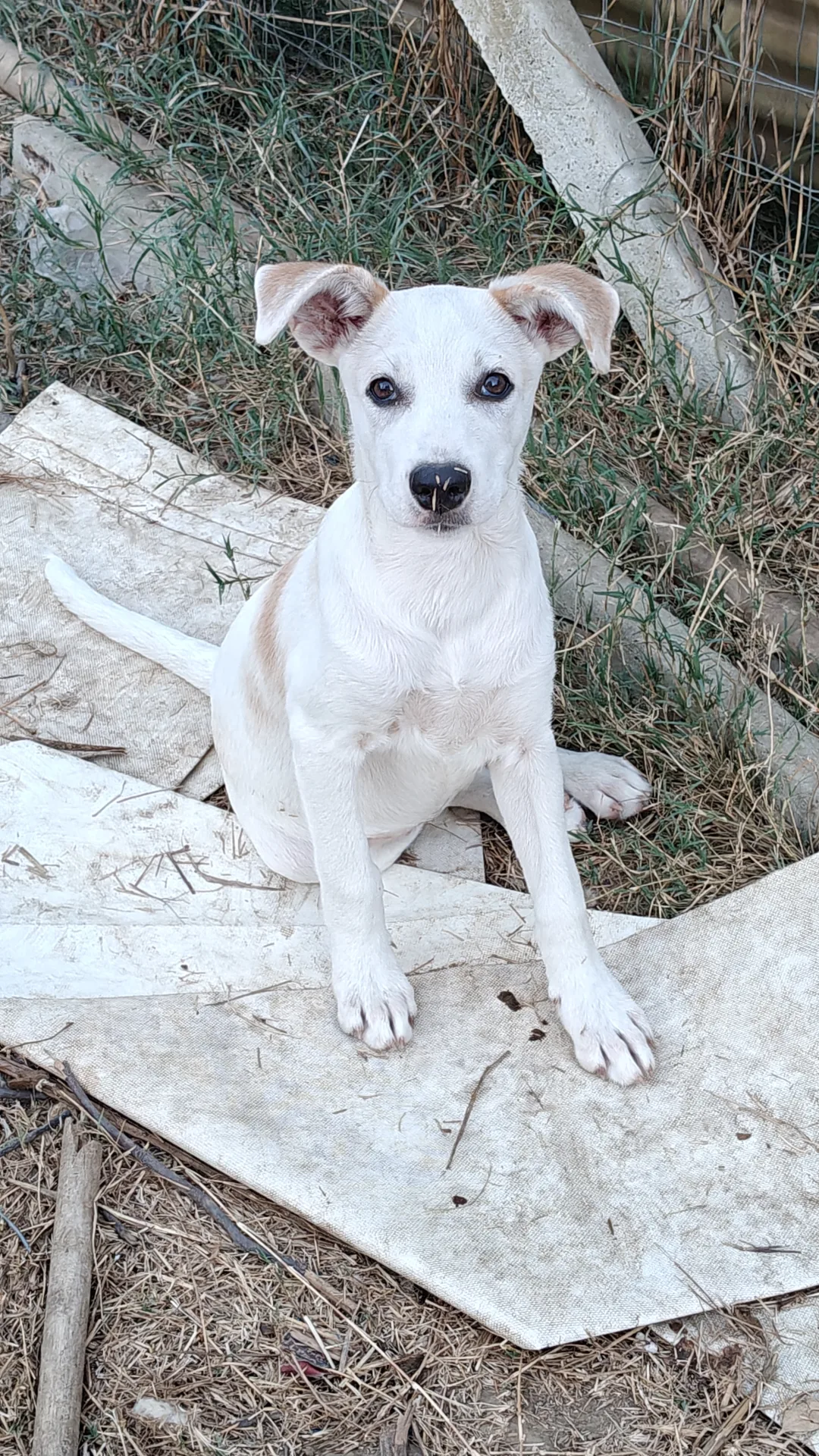 Lilly, cane in adozione a Trapani - foto 1