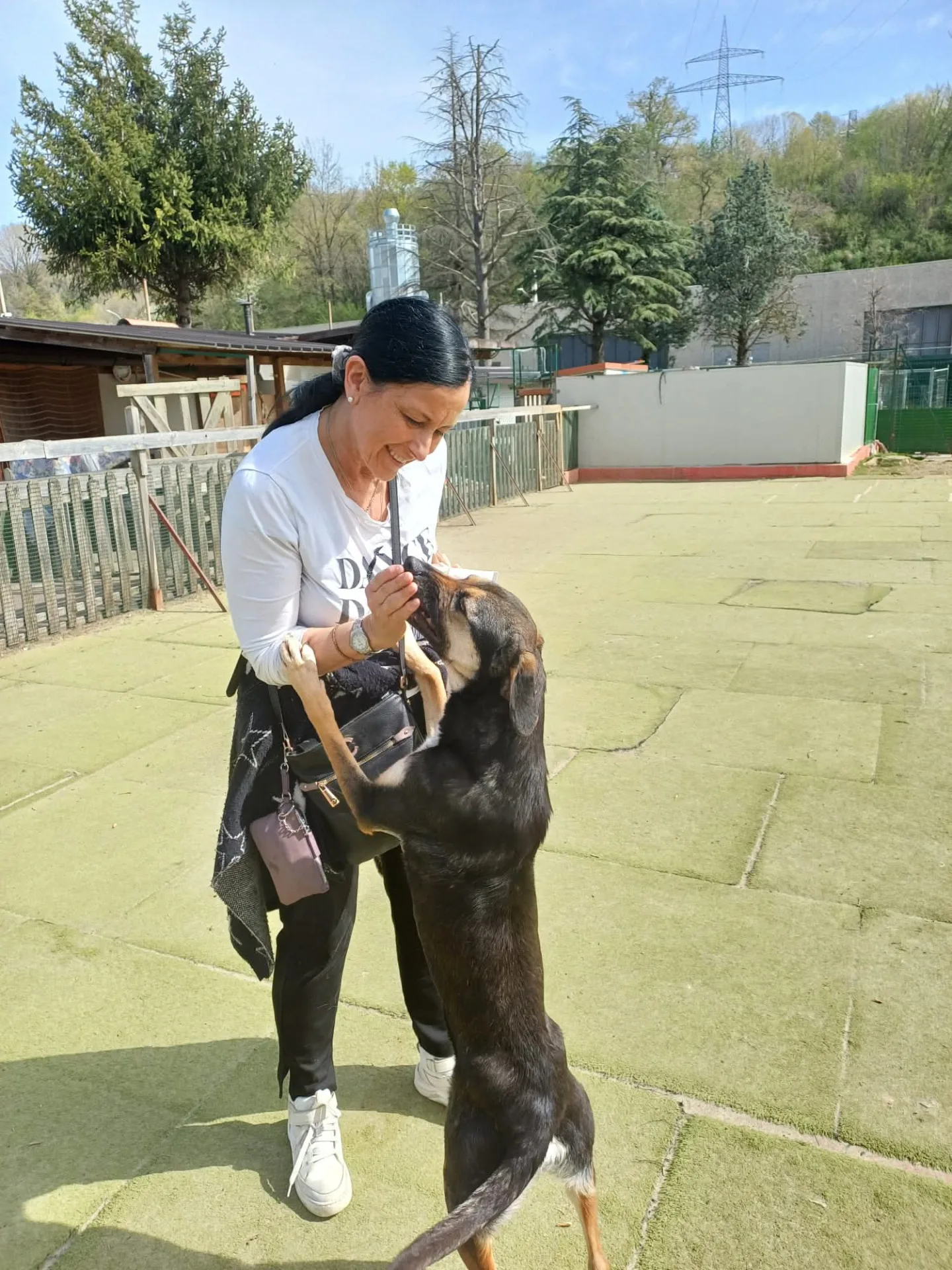 Cry, cane Meticcio in adozione a Lecco - foto 2