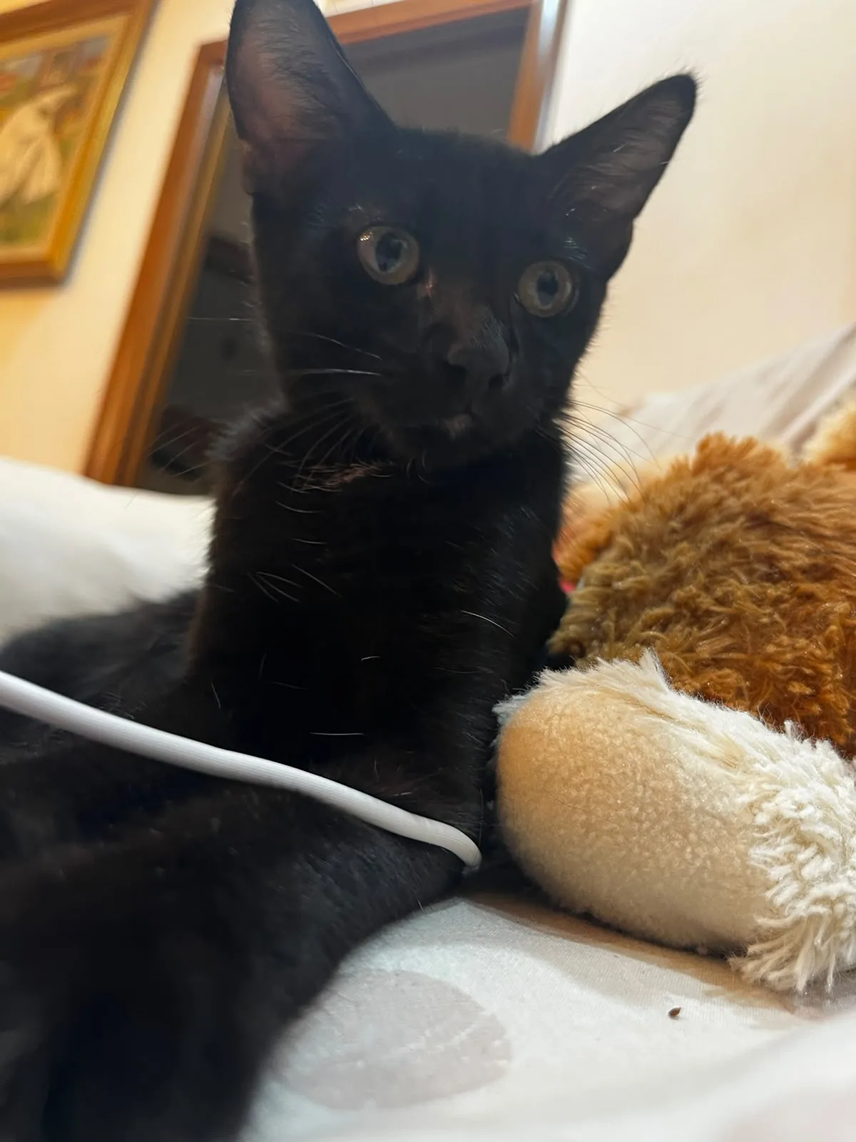 Salem, gatto Europeo in adozione a Crotone - foto 2