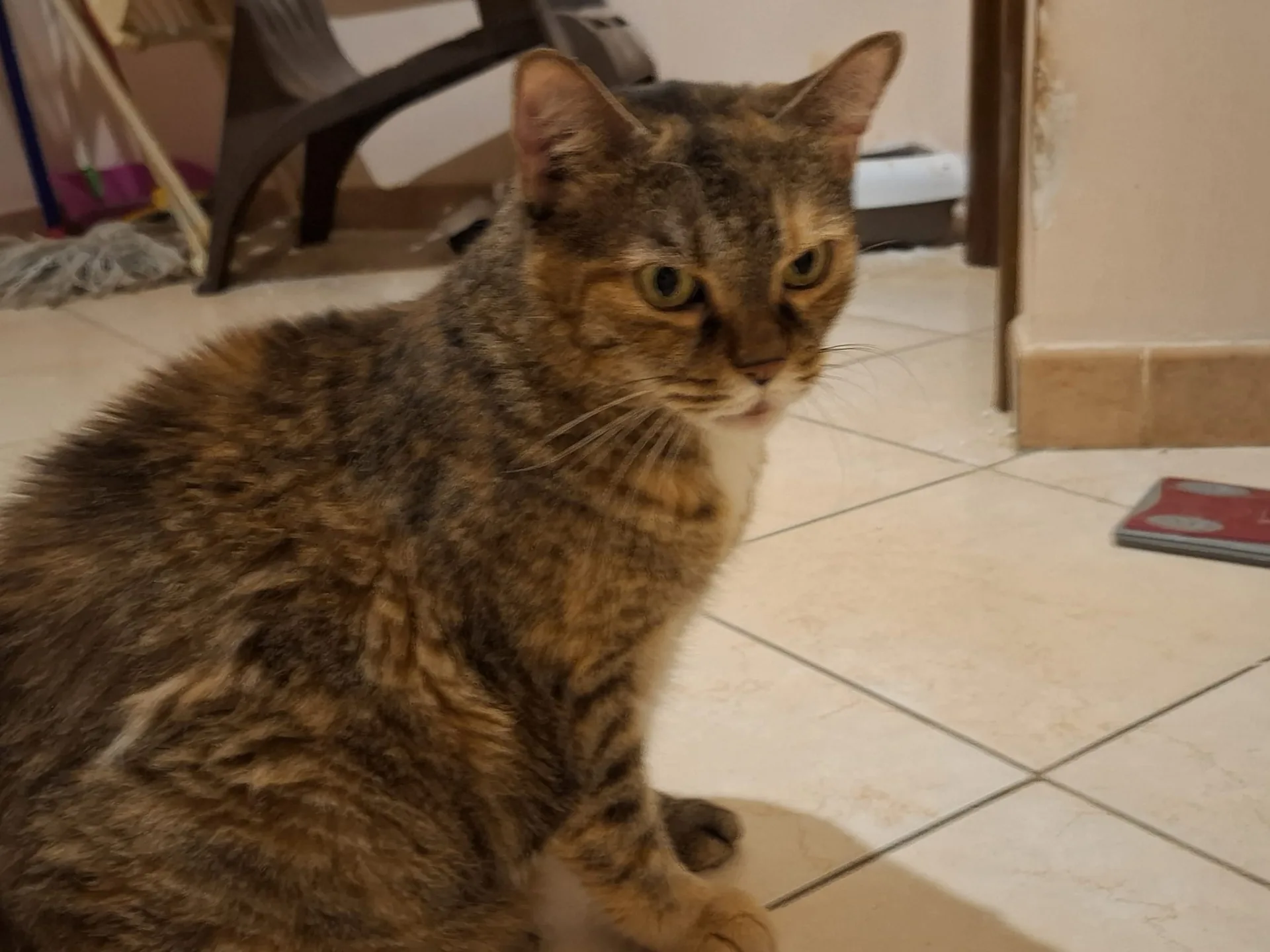 Chicca, gatto Europeo in adozione a Roma - foto 4