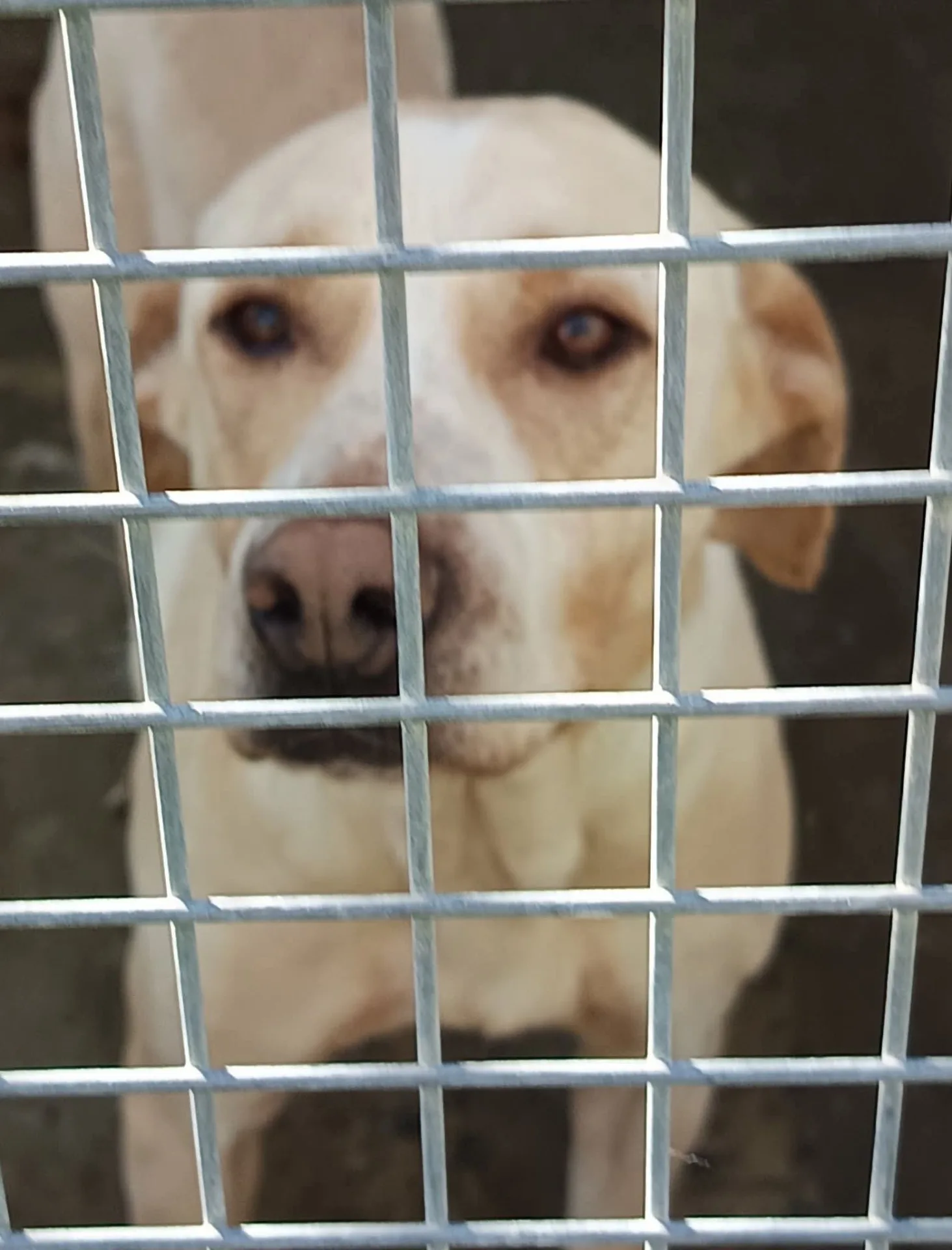 Pina, cane Simil Pitbull in adozione a Vibo Valentia - foto 1