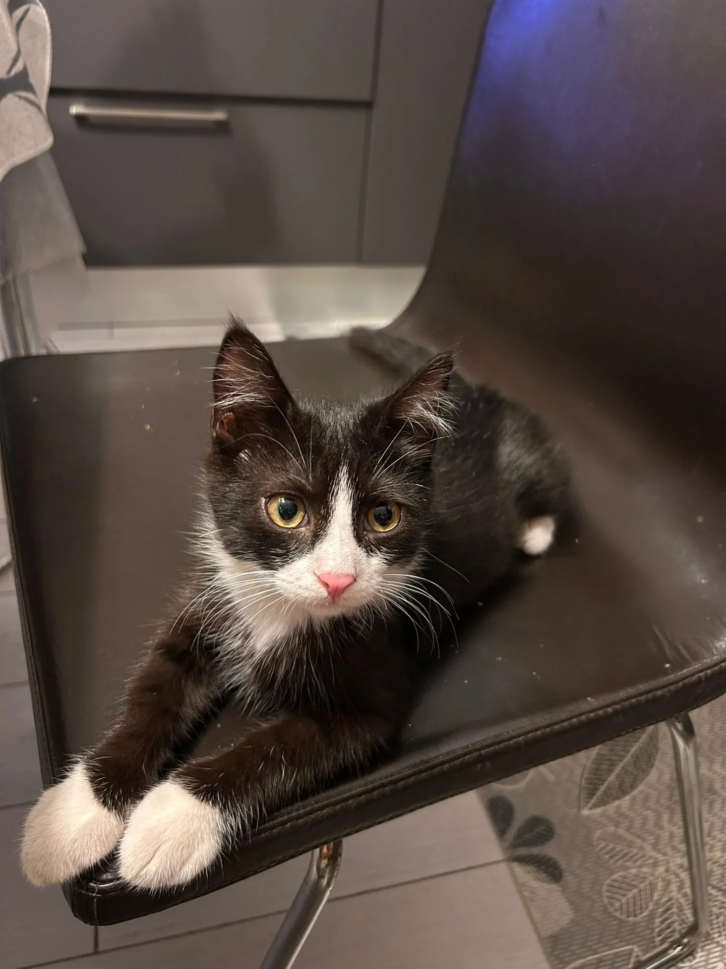 Figaro, gatto in adozione a Napoli - foto 5