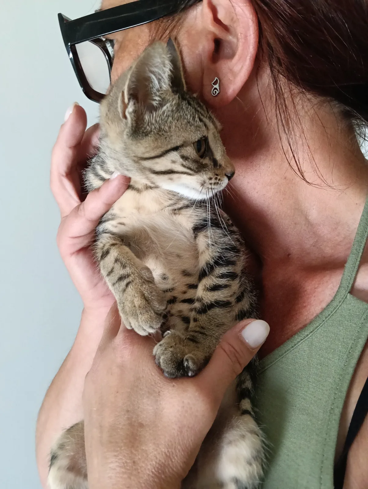 Foto 4 di Calendula, gatto Europeo in adozione