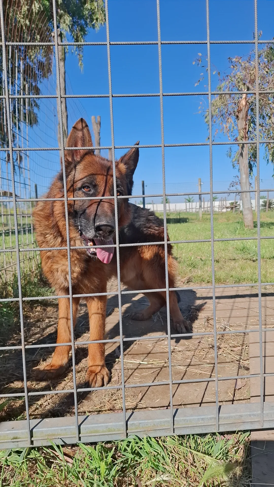 Kai, cane Pastore tedesco in adozione a Napoli - foto 3