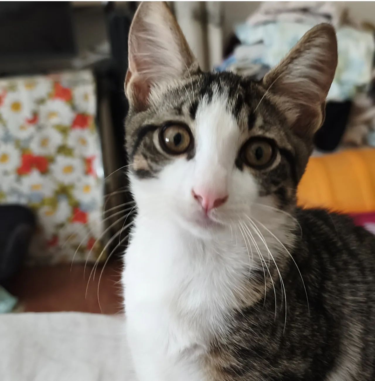 Biscotto, gatto Europeo in adozione a Latina
