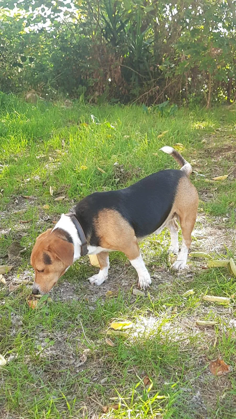 Bruno, cane meticcio in adozione a Latina - foto 2