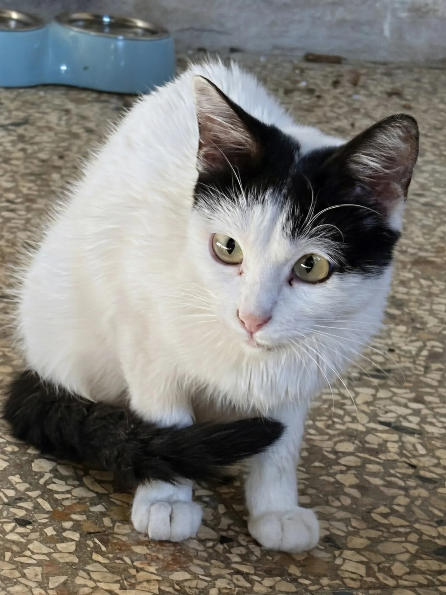 Ninetta, gatto in adozione a Siracusa - foto 4