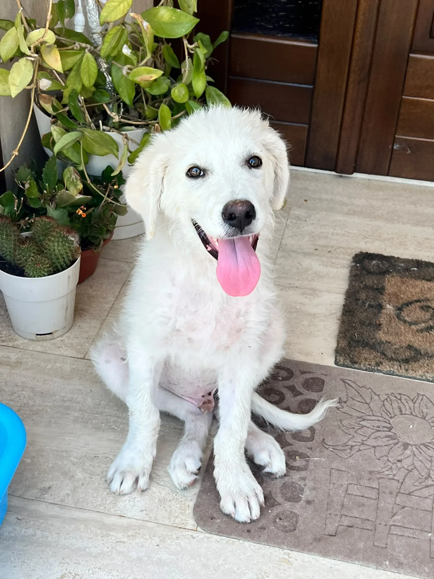 Vito, cane Mix maremmano in adozione a Trapani - foto 4