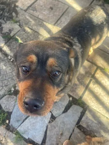 Kelly, cane meticcio in adozione a Latina