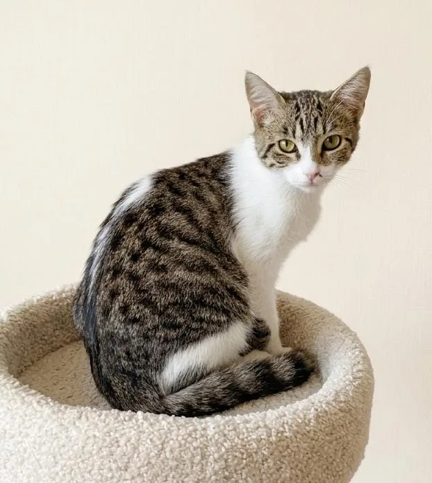 Stella, gatto Europeo in adozione a Salerno - foto 2