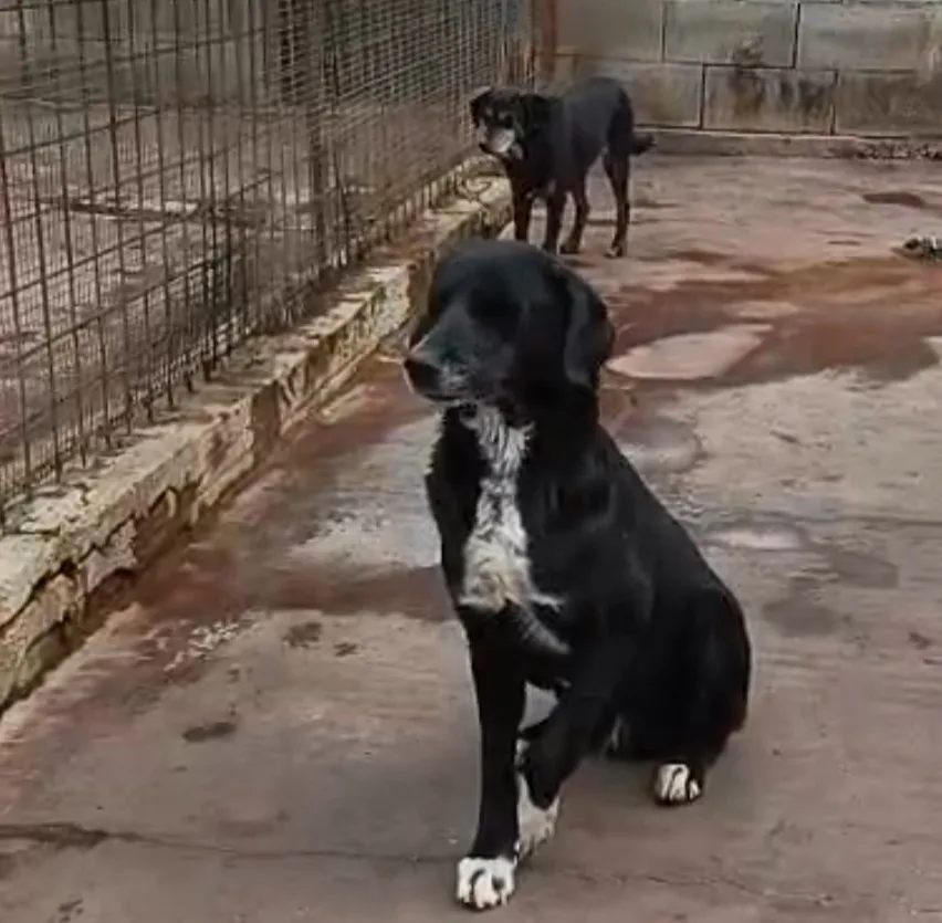 Giulio, cane Meticcio in adozione a Siracusa - foto 4