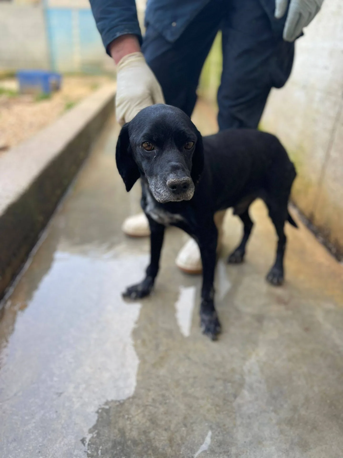 Coccolino, cane meticcio in adozione a Latina - foto 3
