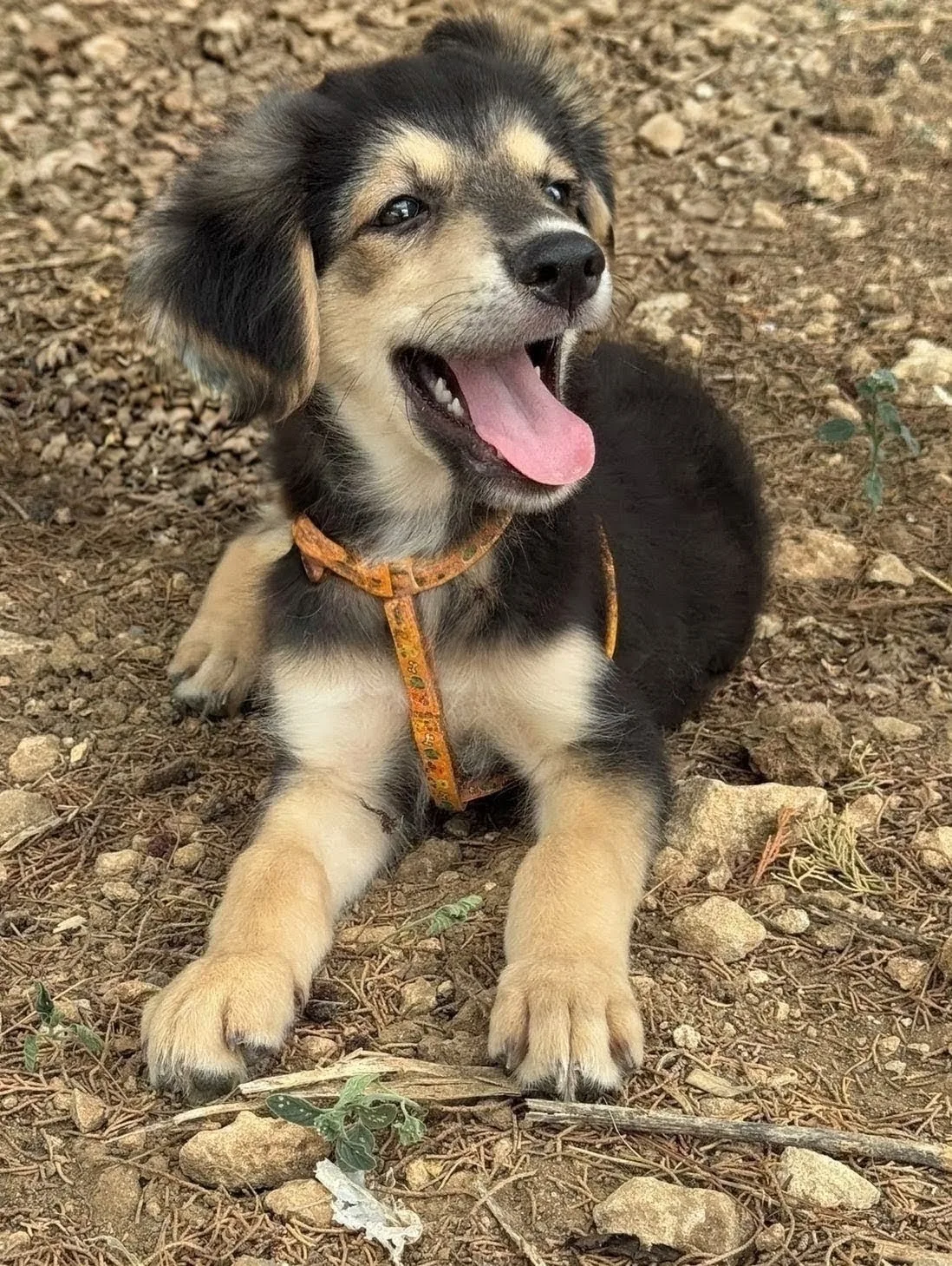 ADAM, cane Meticcio in adozione a Taranto - foto 1