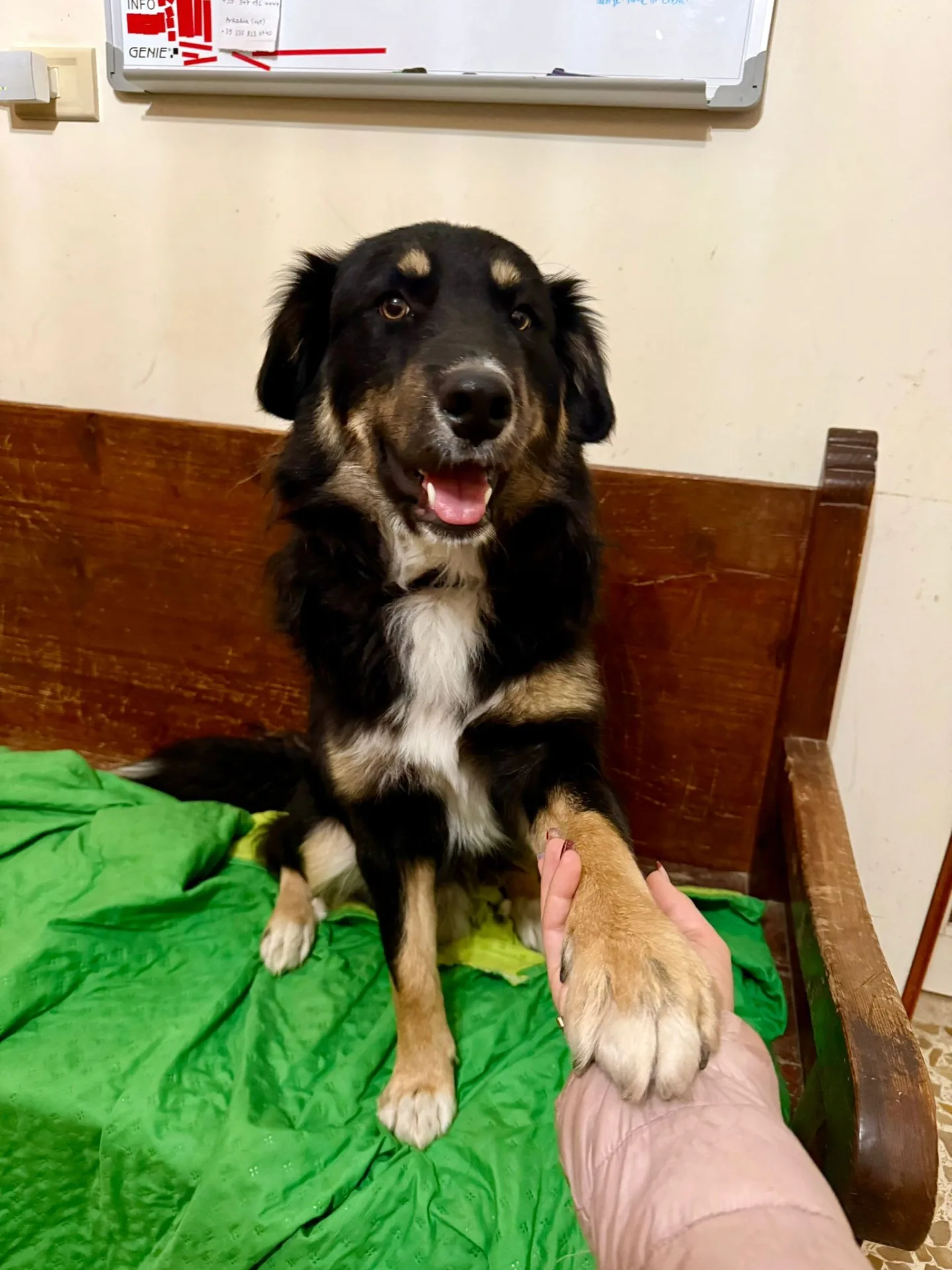 Nico, cane meticcio in adozione a Latina - foto 3