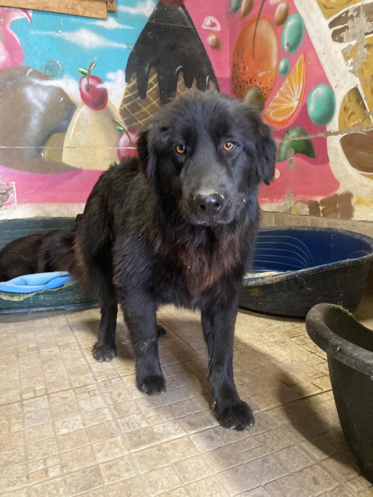 Orso, cane Meticcio in adozione a Lecco - foto 4