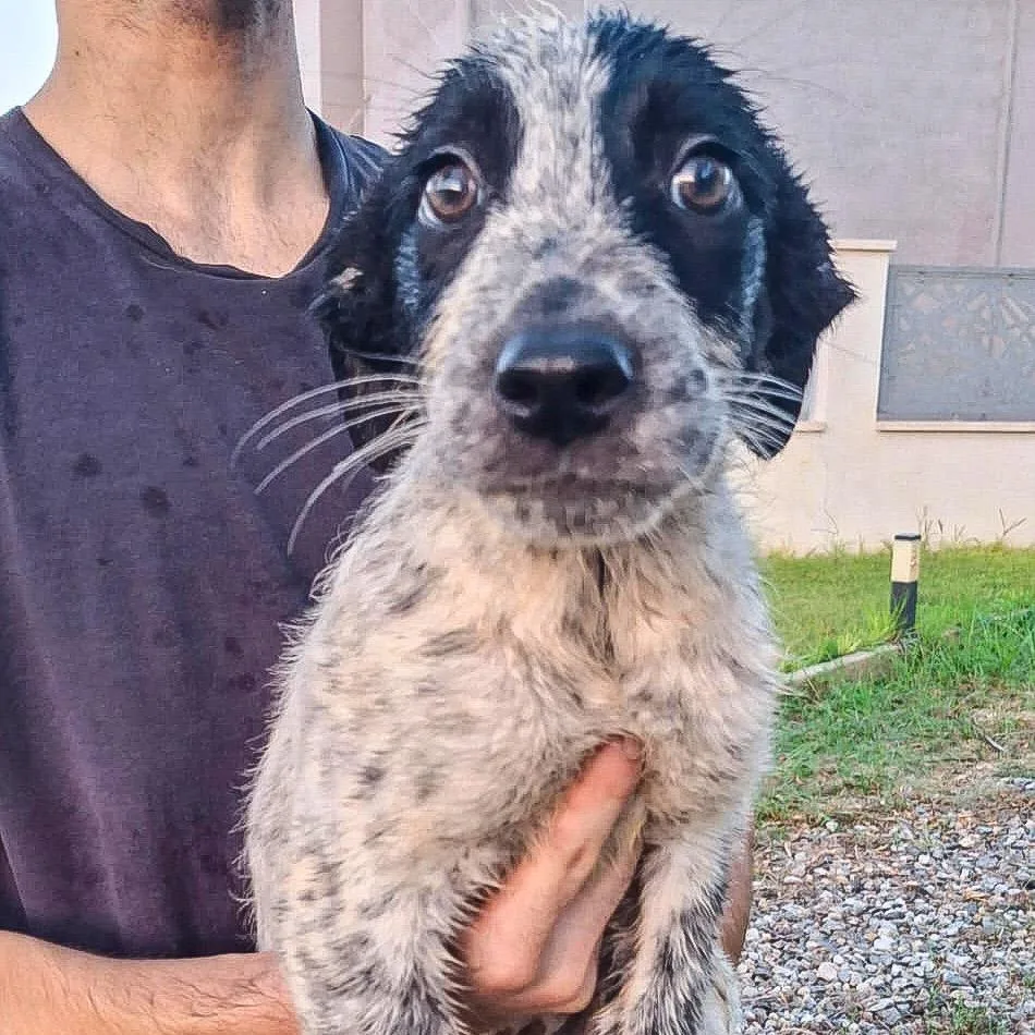 Giulia, cane Meticcio in adozione a Crotone - foto 1