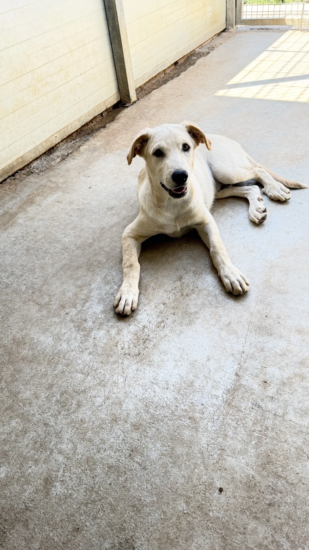 Foto 2 di Milud, cane Meticcio in adozione