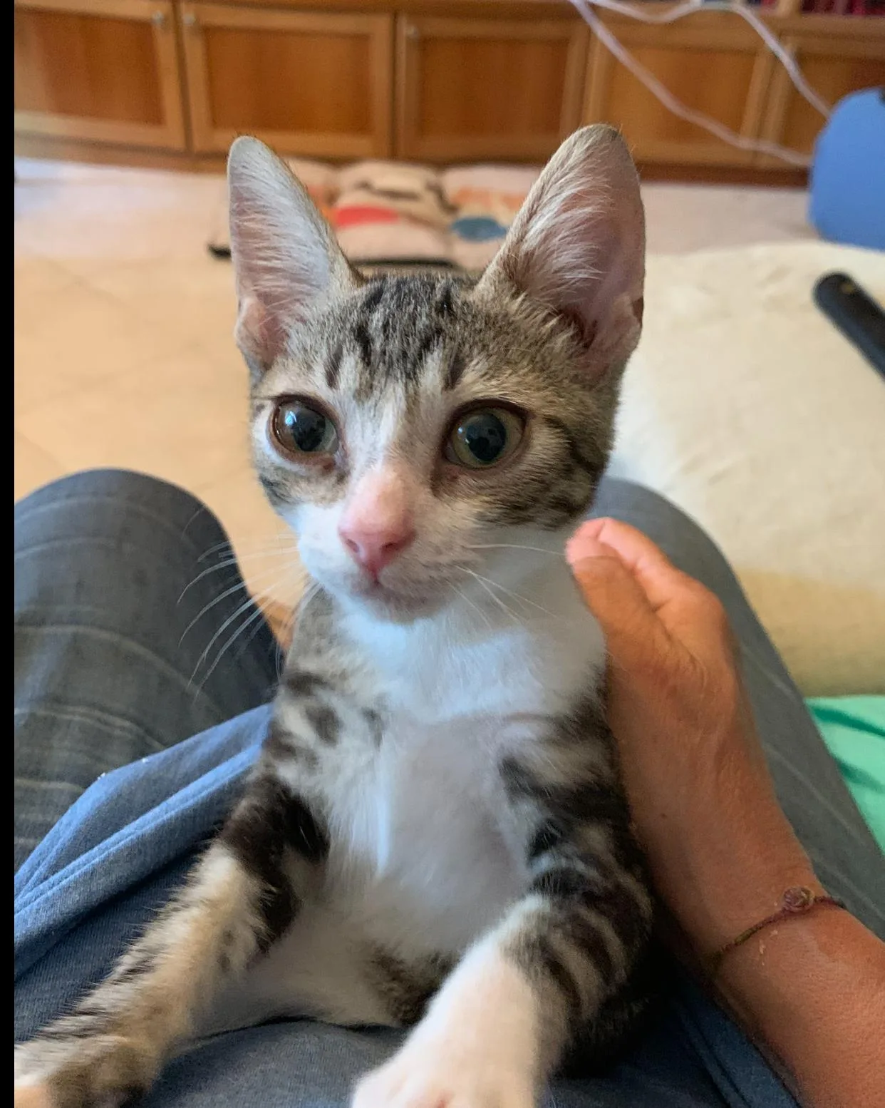 Artù, gatto Europeo adottato a Latina - foto 2