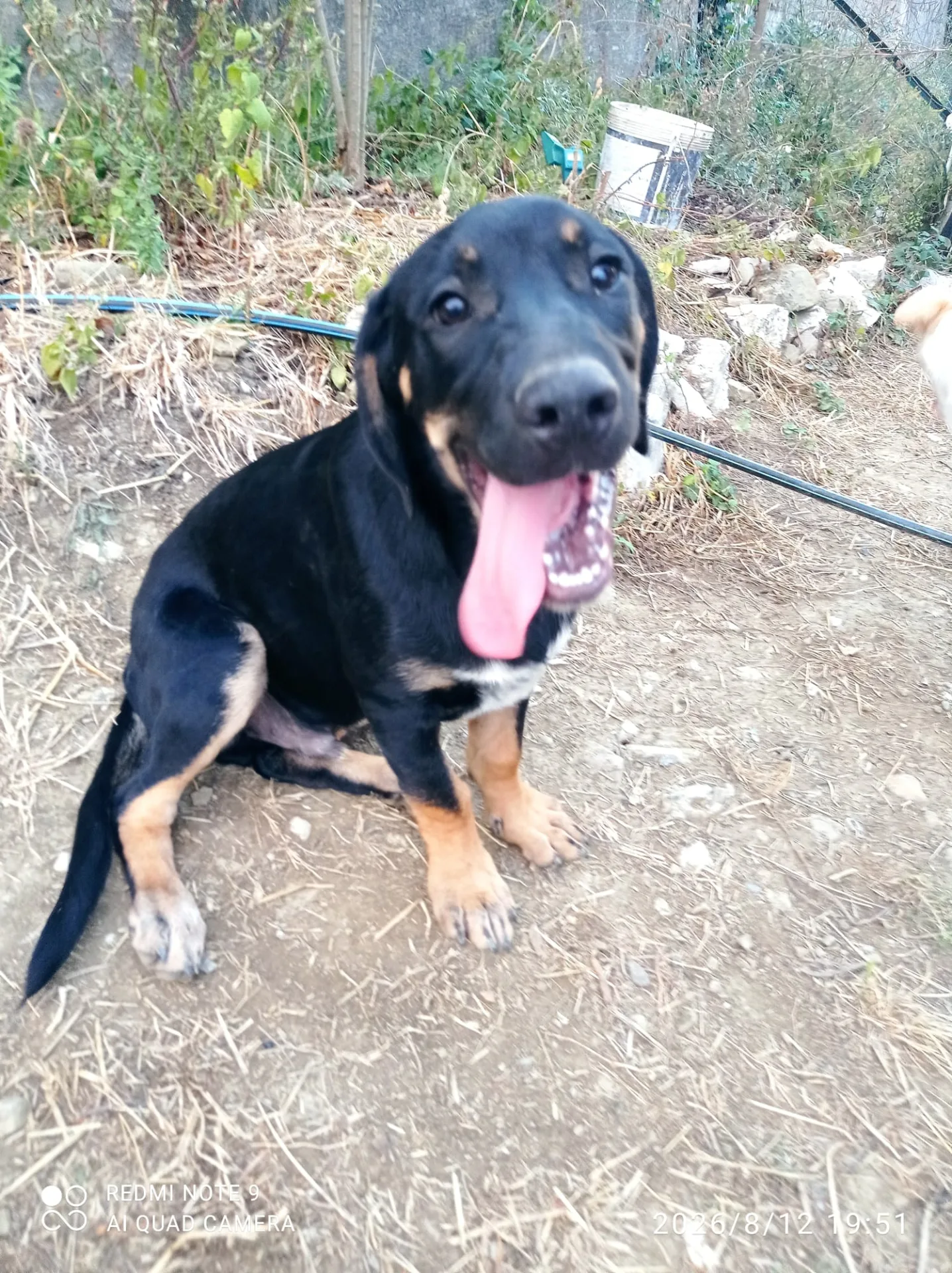 Foto 1 di Alvin, cane Meticcio in adozione