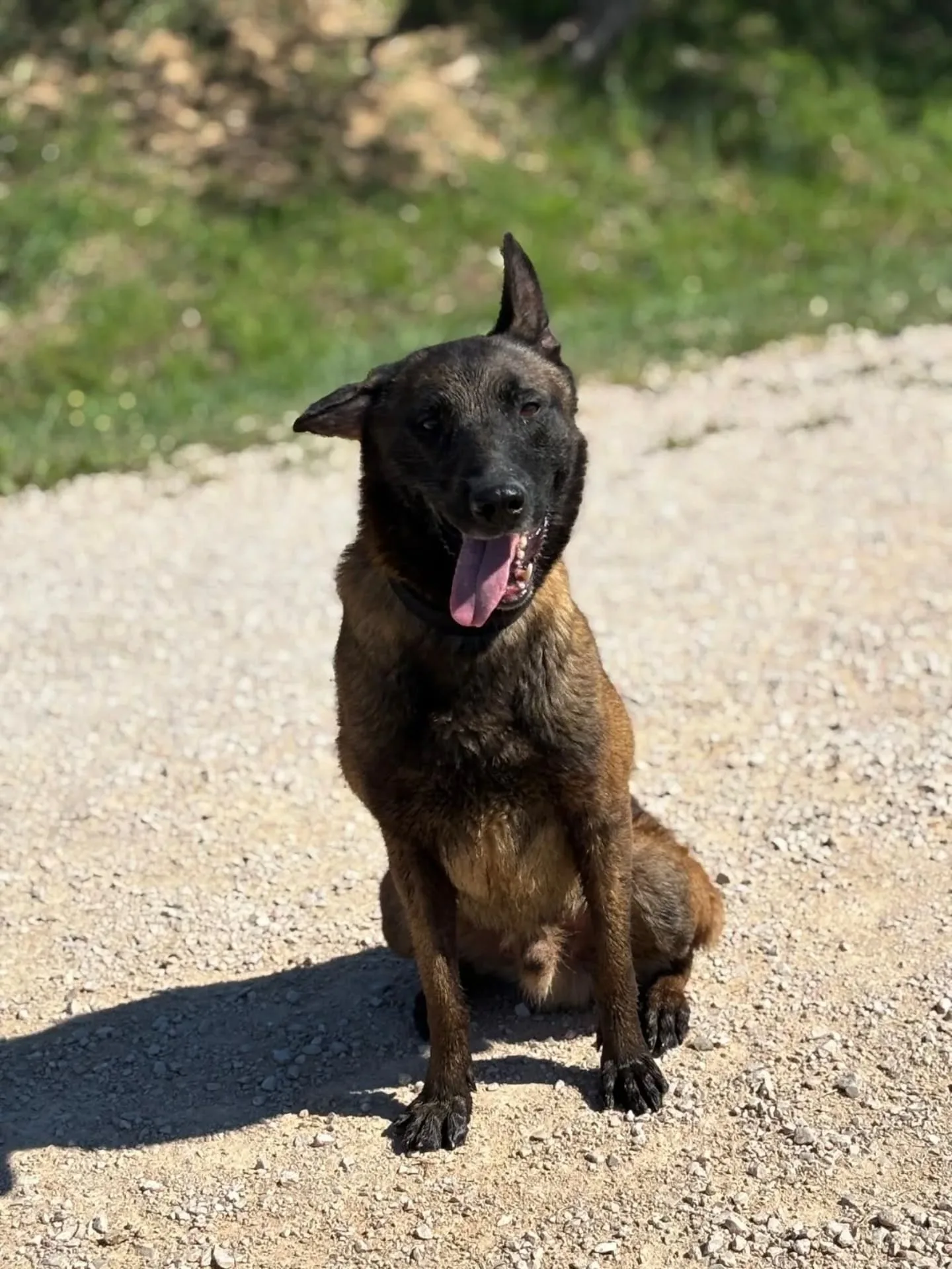 Riuk, cane Pastore Belga Malinois in adozione a Latina - foto 3