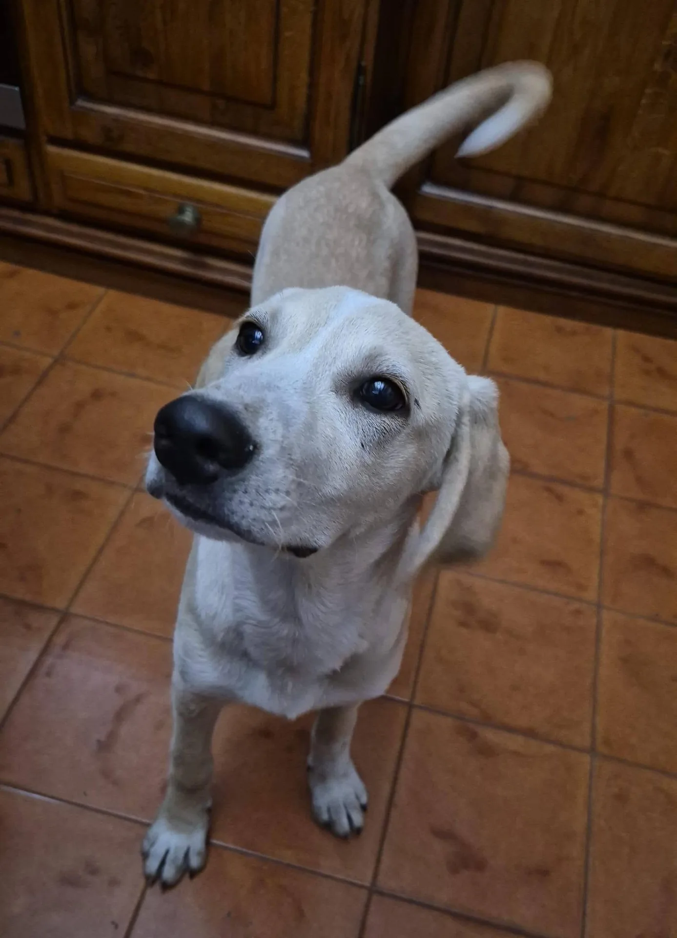 Priscilla, cane meticcio in adozione a Latina - foto 3