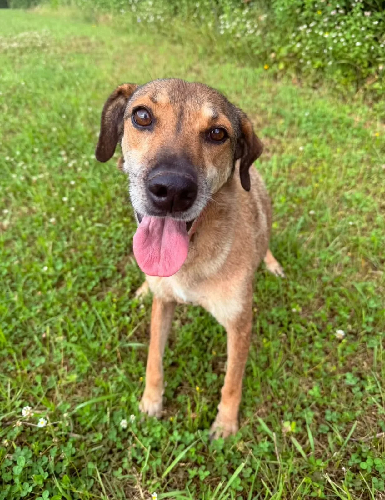 Lana, cane Meticcio in adozione a Lecco - foto 2