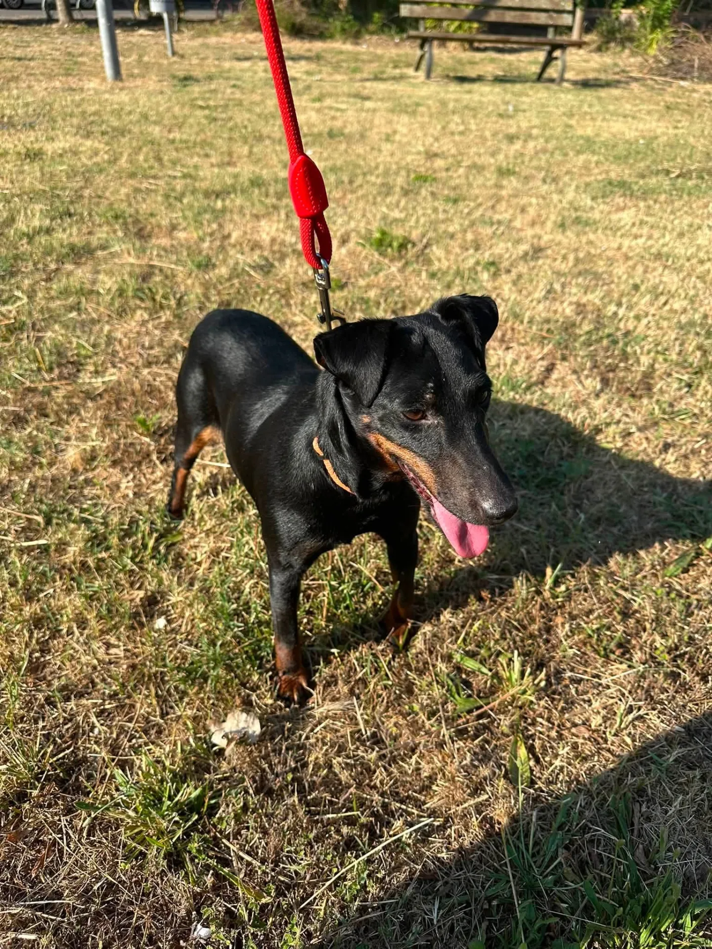 Aura, cane in adozione a Vibo Valentia - foto 4