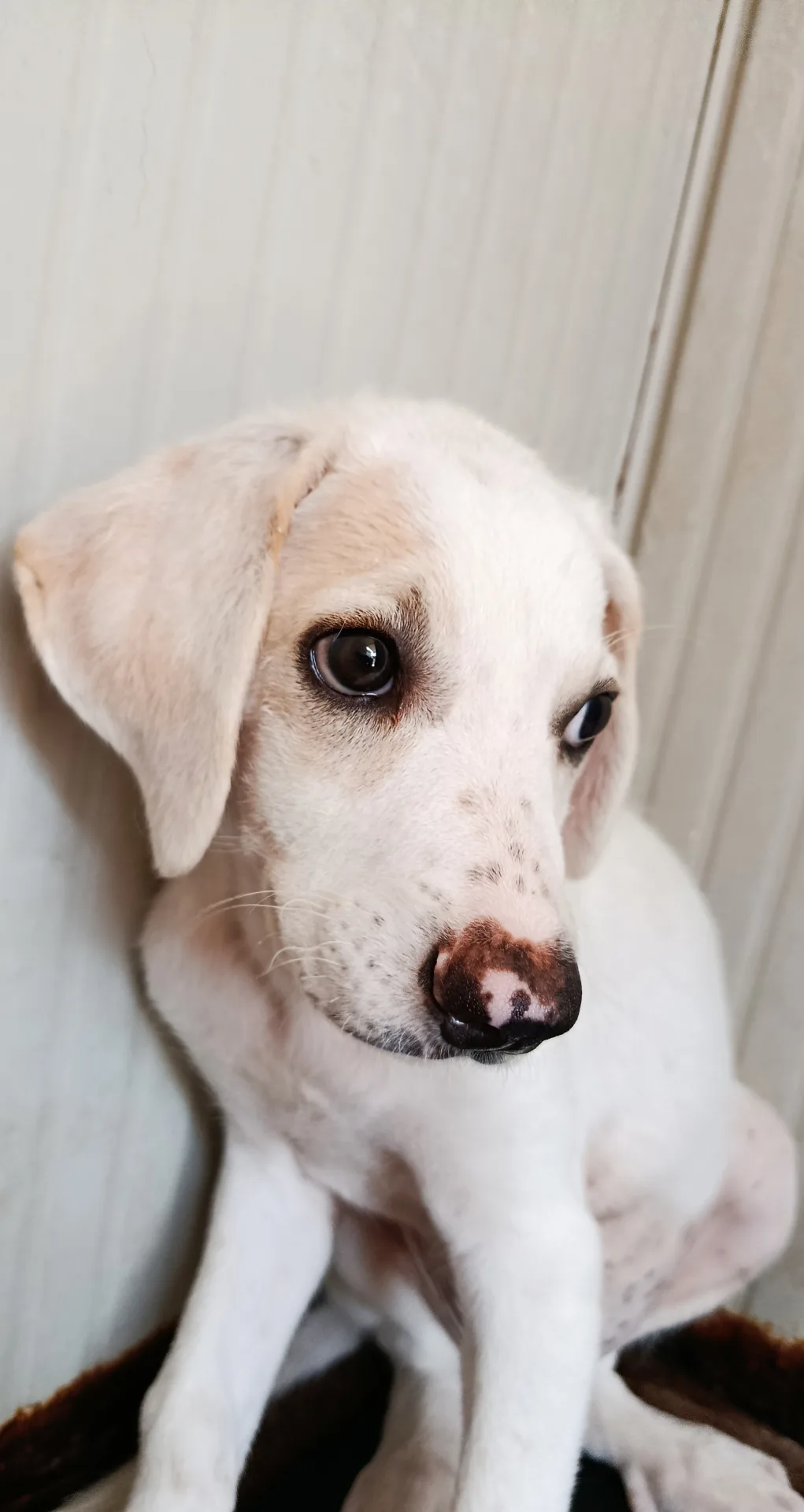Fiocco, cane in adozione a Trapani - foto 2