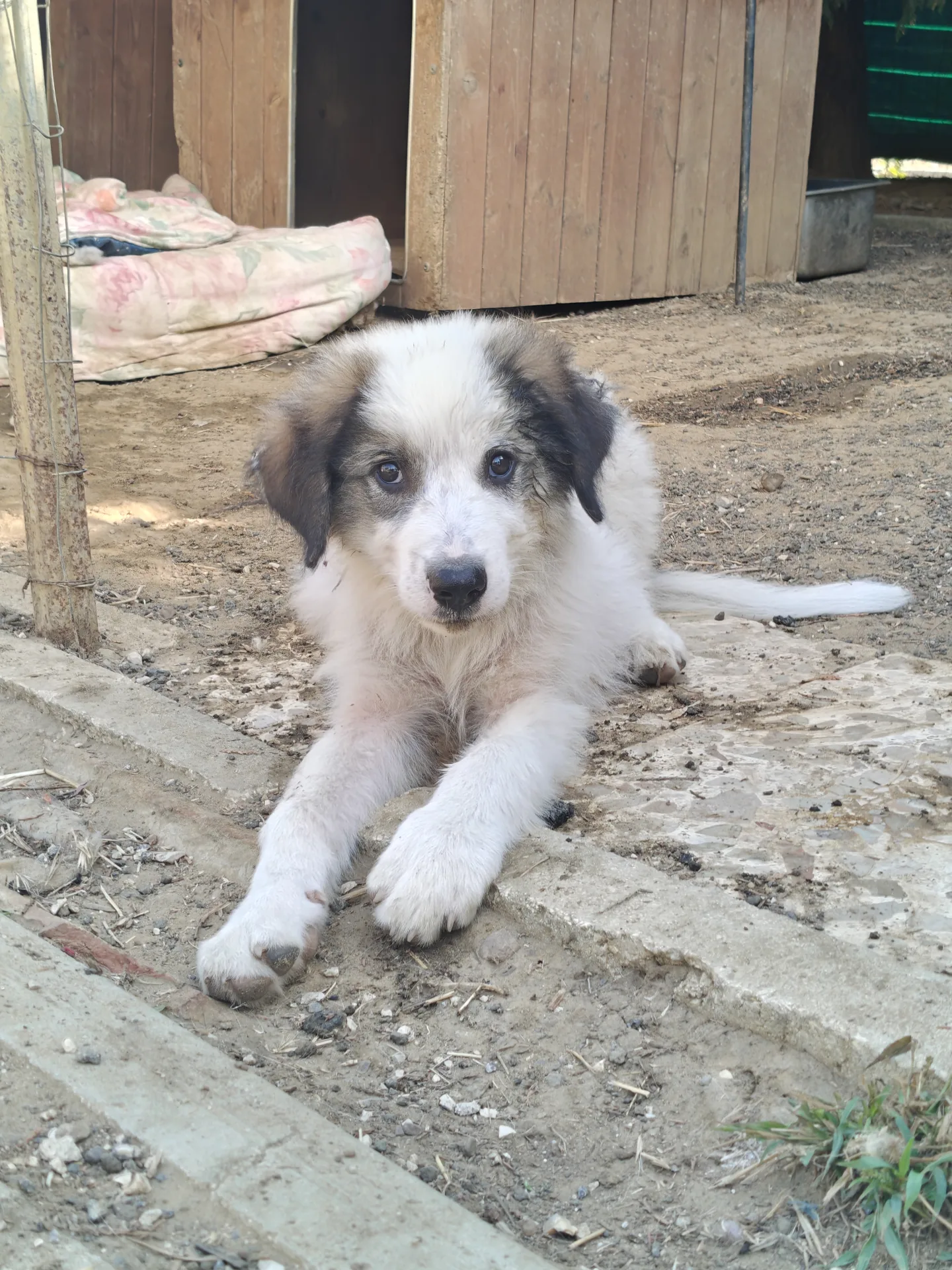 Foto 3 di Willy, cane Mix maremmano in adozione