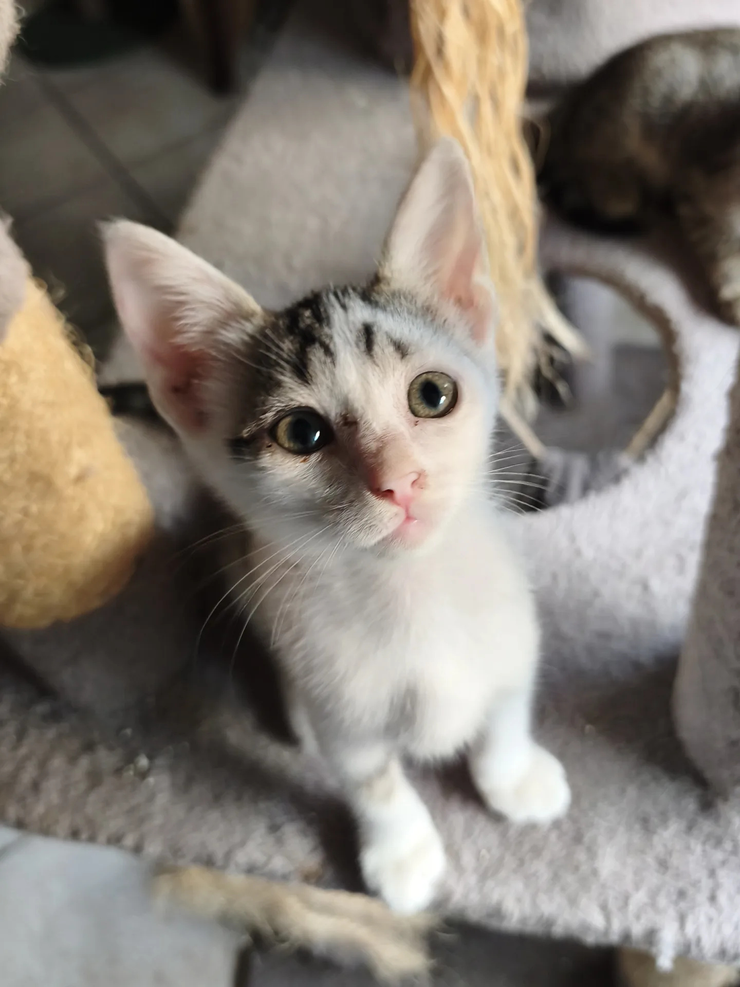 Chicco, gatto Europeo in adozione a Latina