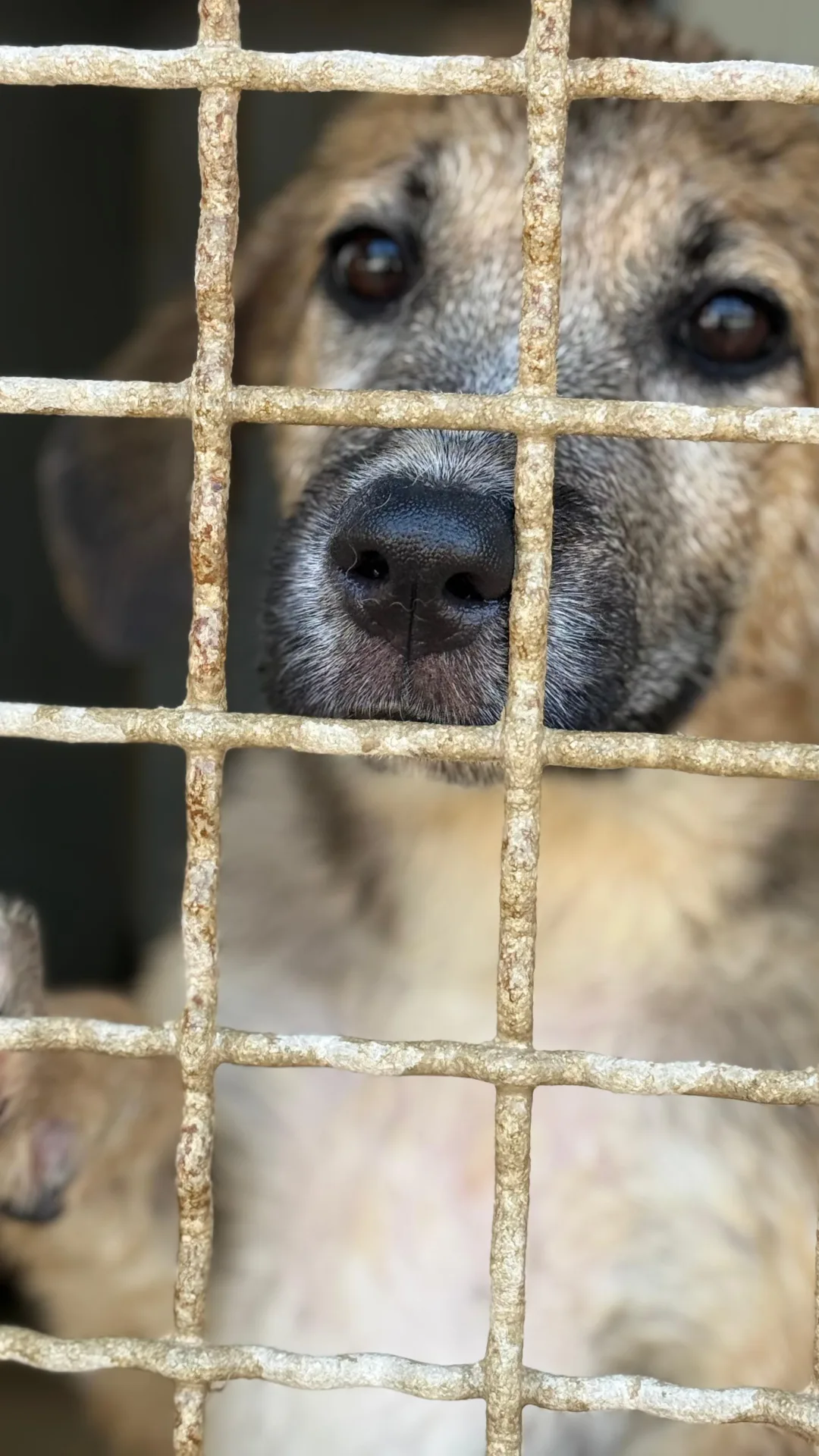 Lilla, cane Meticcio in adozione a Trapani - foto 4