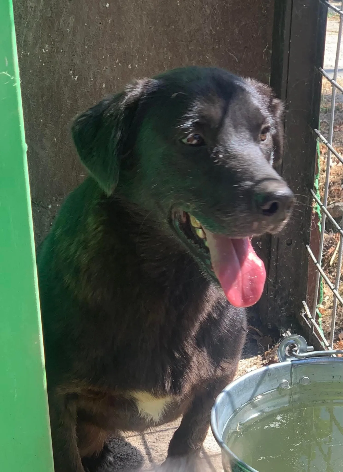 Trudy, cane meticcio in adozione a Frosinone