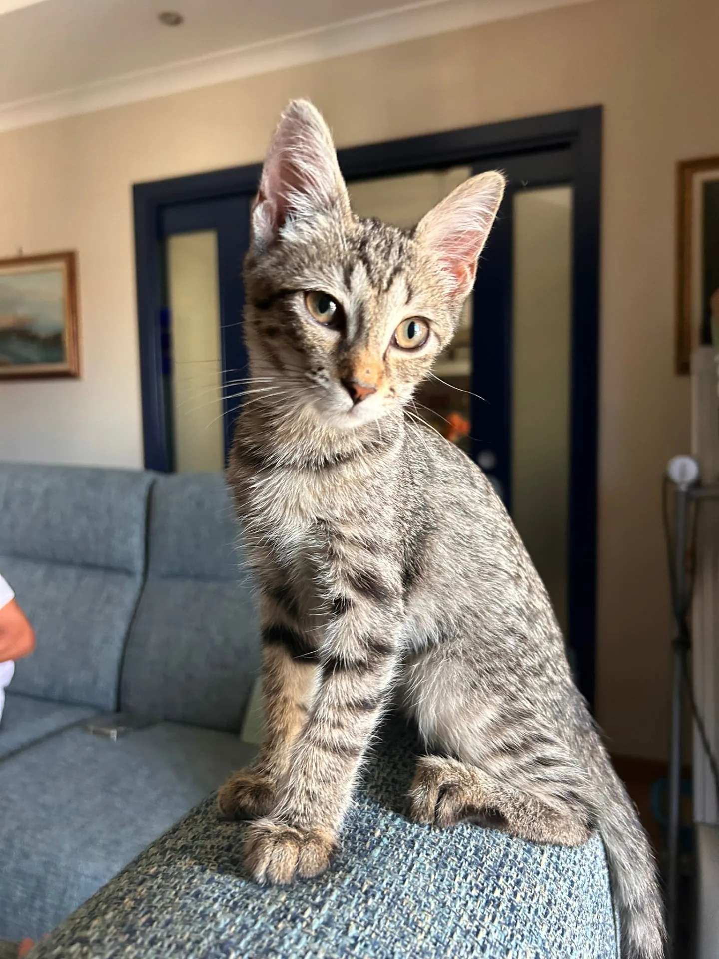 Lilly, gatto in adozione a Napoli - foto 1