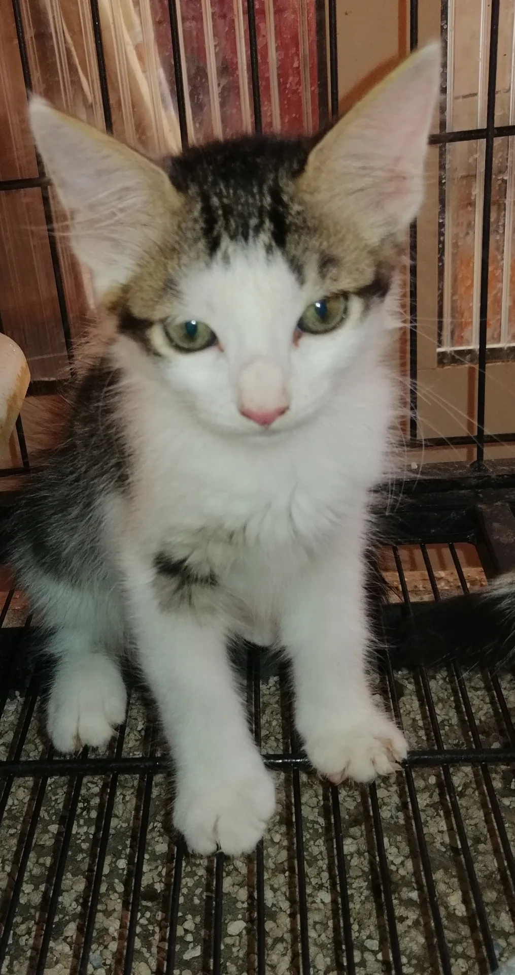 Costino, gatto Europeo in adozione a Trapani