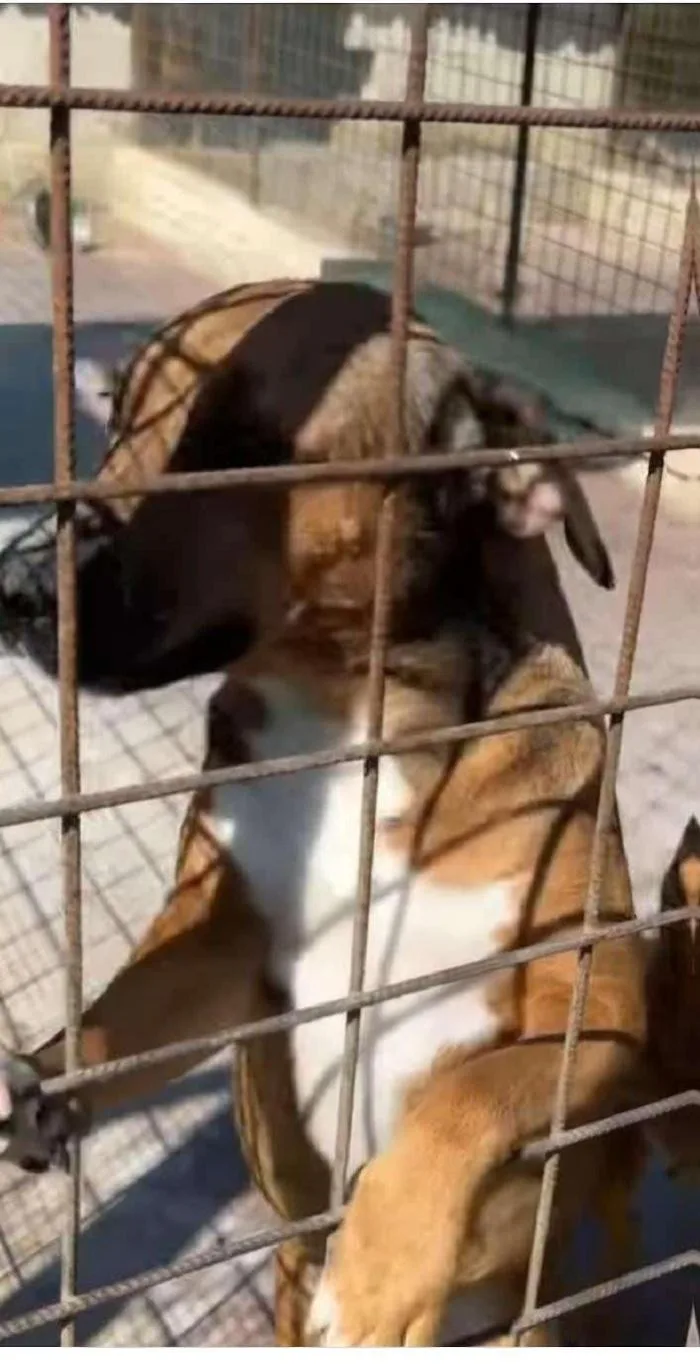 Diana, cane Meticcio in adozione a Siracusa - foto 3