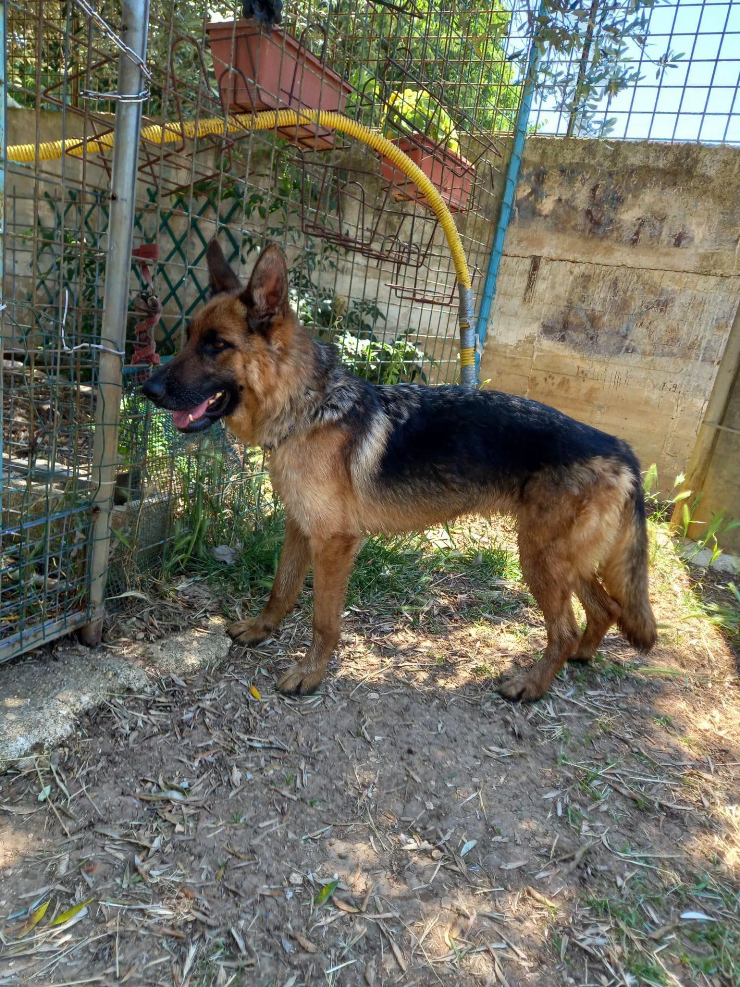 Queenie, cane Pastore tedesco in adozione a Bari - foto 2