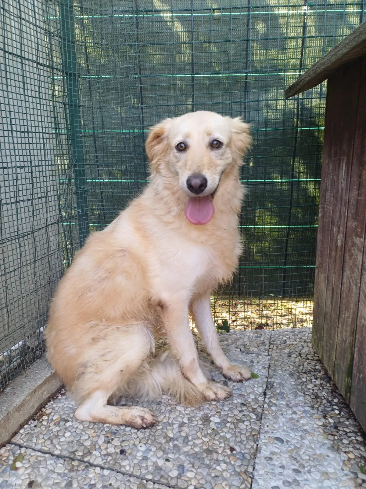 Bettina, cane Meticcio in adozione a Lecco