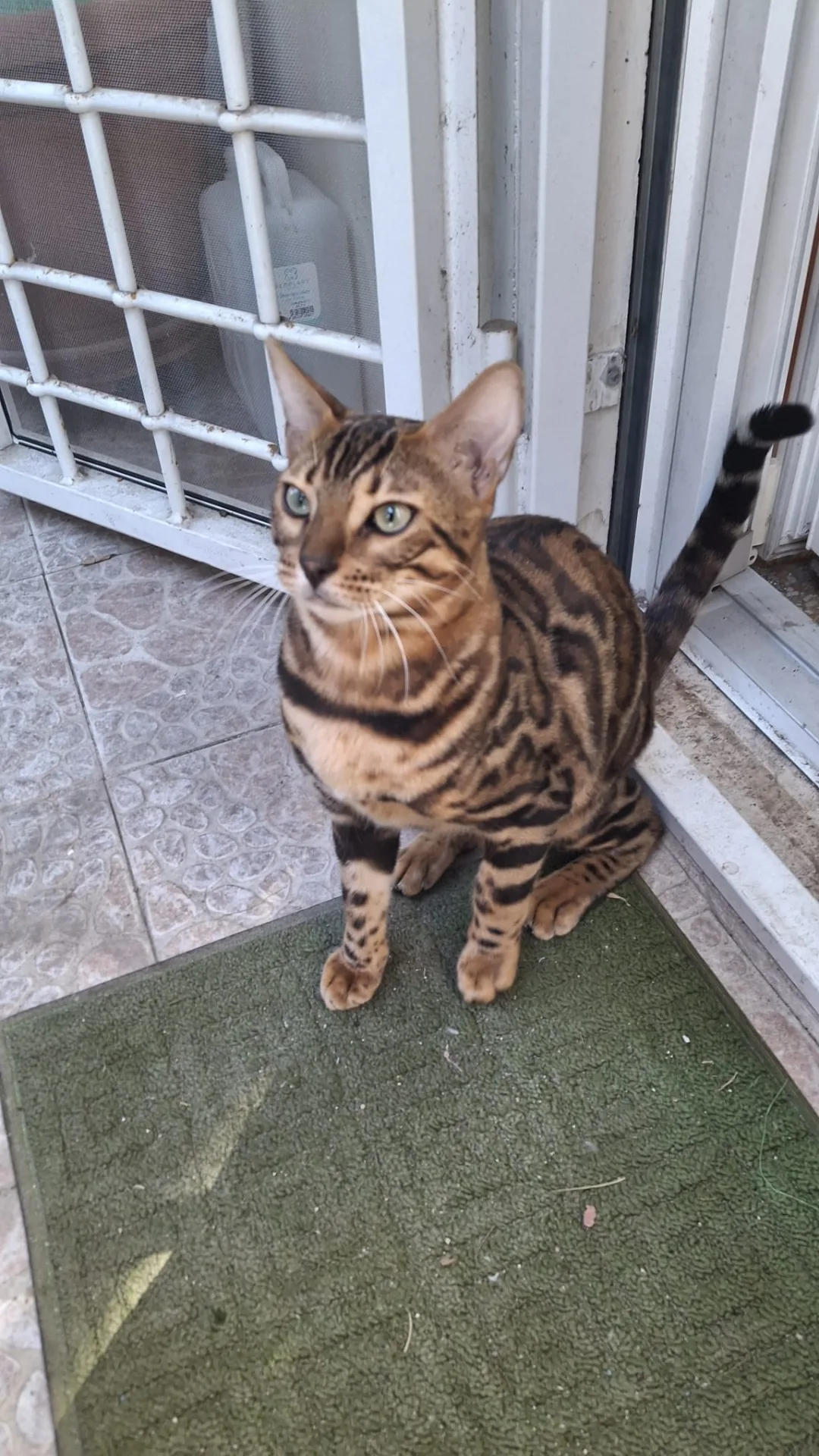 Leo e Perla, gatto Bengala in adozione a Roma - foto 5