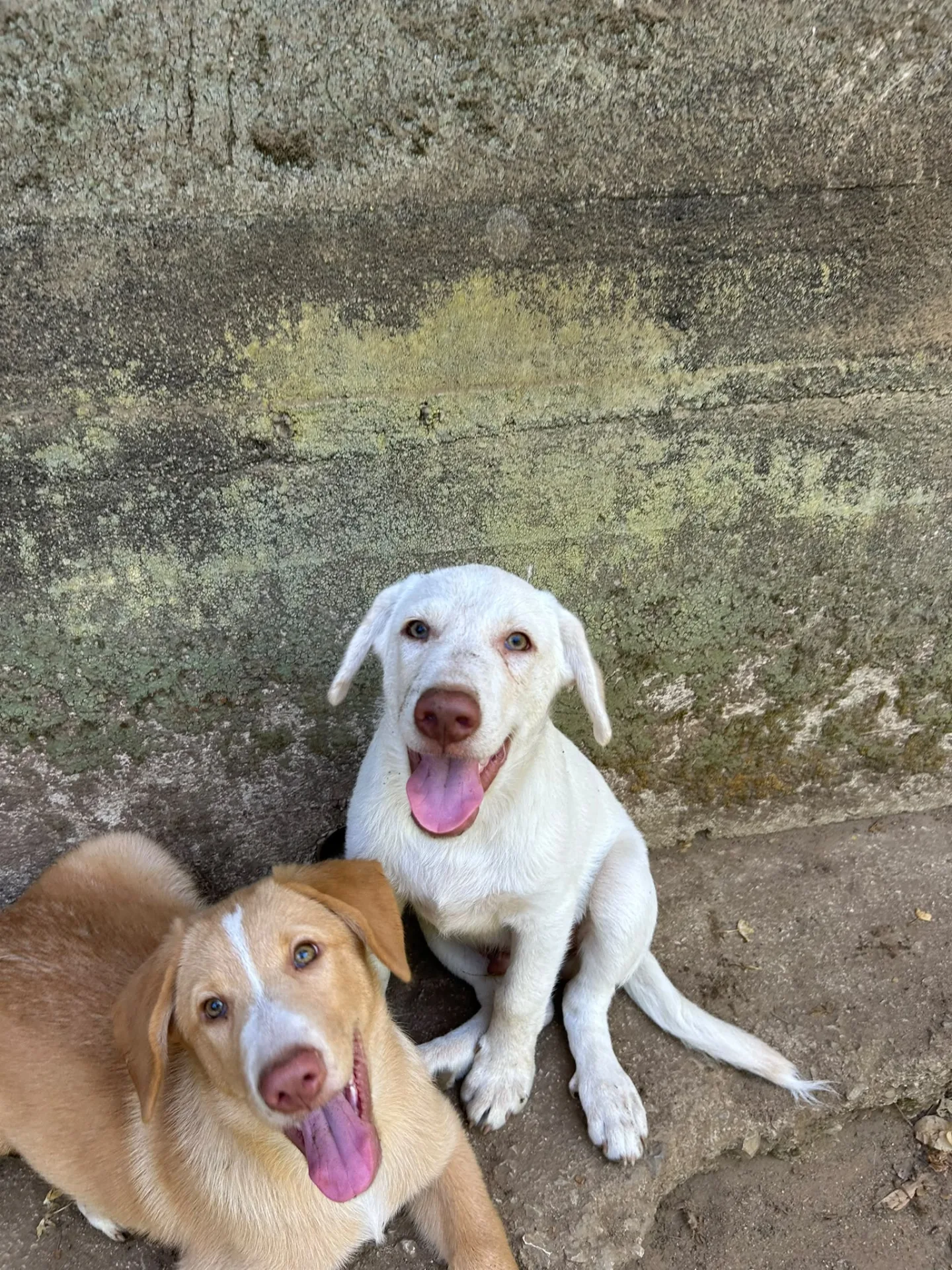 Lumi, cane Meticcio in adozione a Messina - foto 5