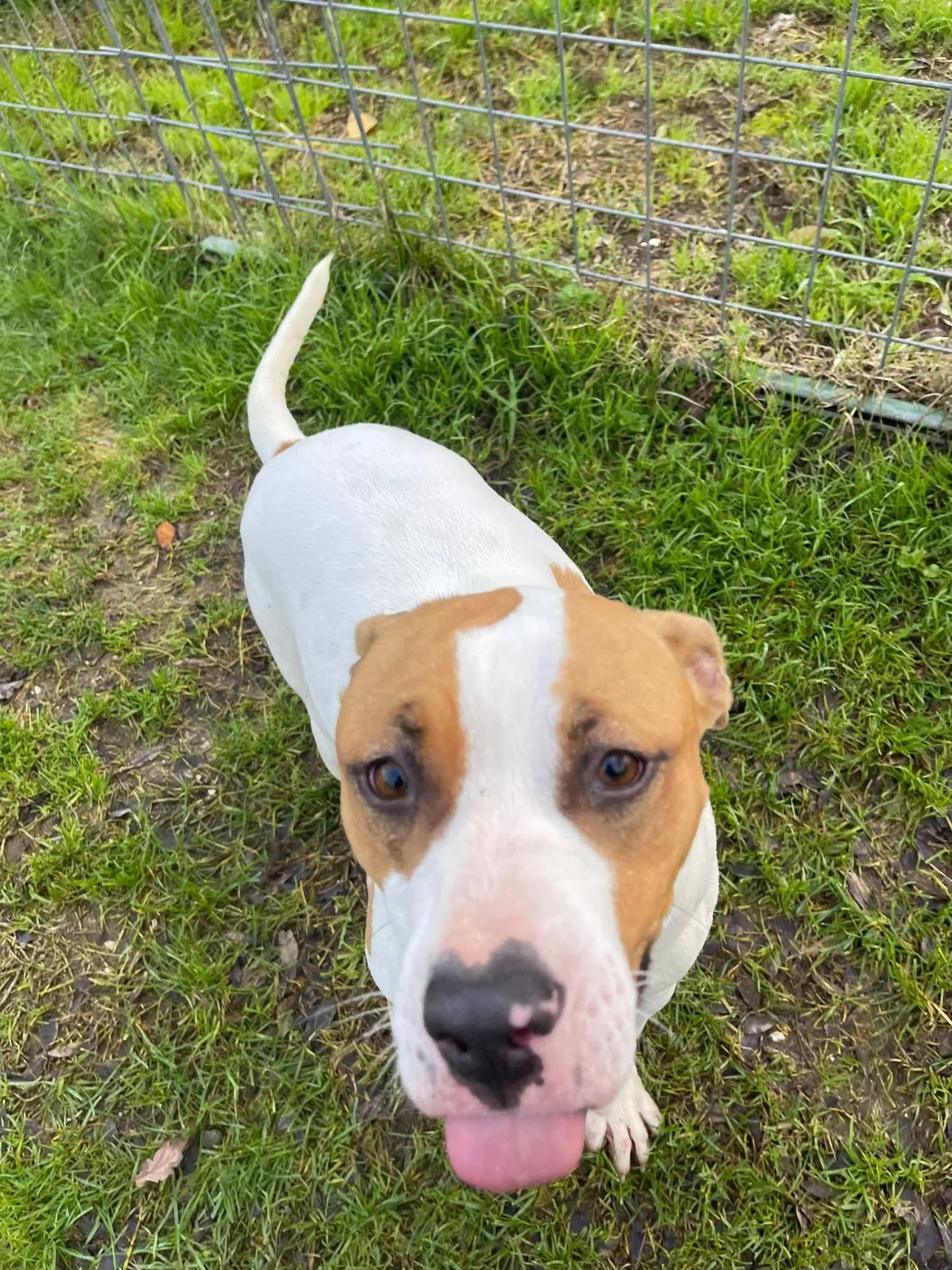 Cuore, cane meticcio in adozione a Latina