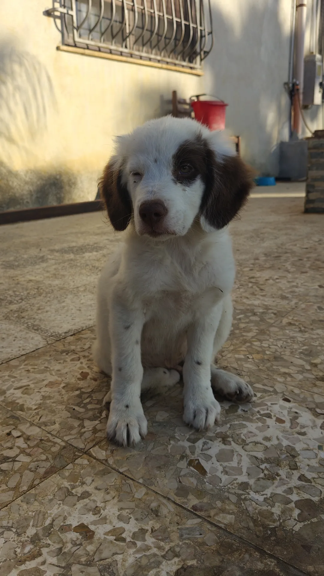 Vasco, cane Meticcio in adozione a Trapani - foto 2