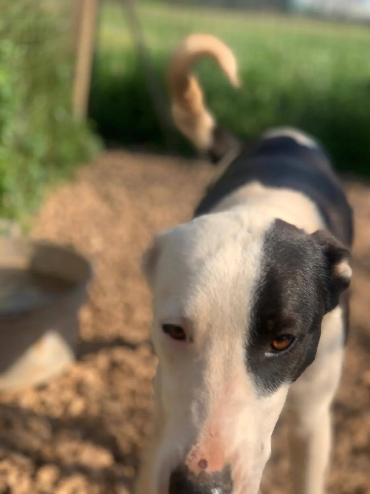 Gypsy, cane meticcio in adozione a Latina - foto 4