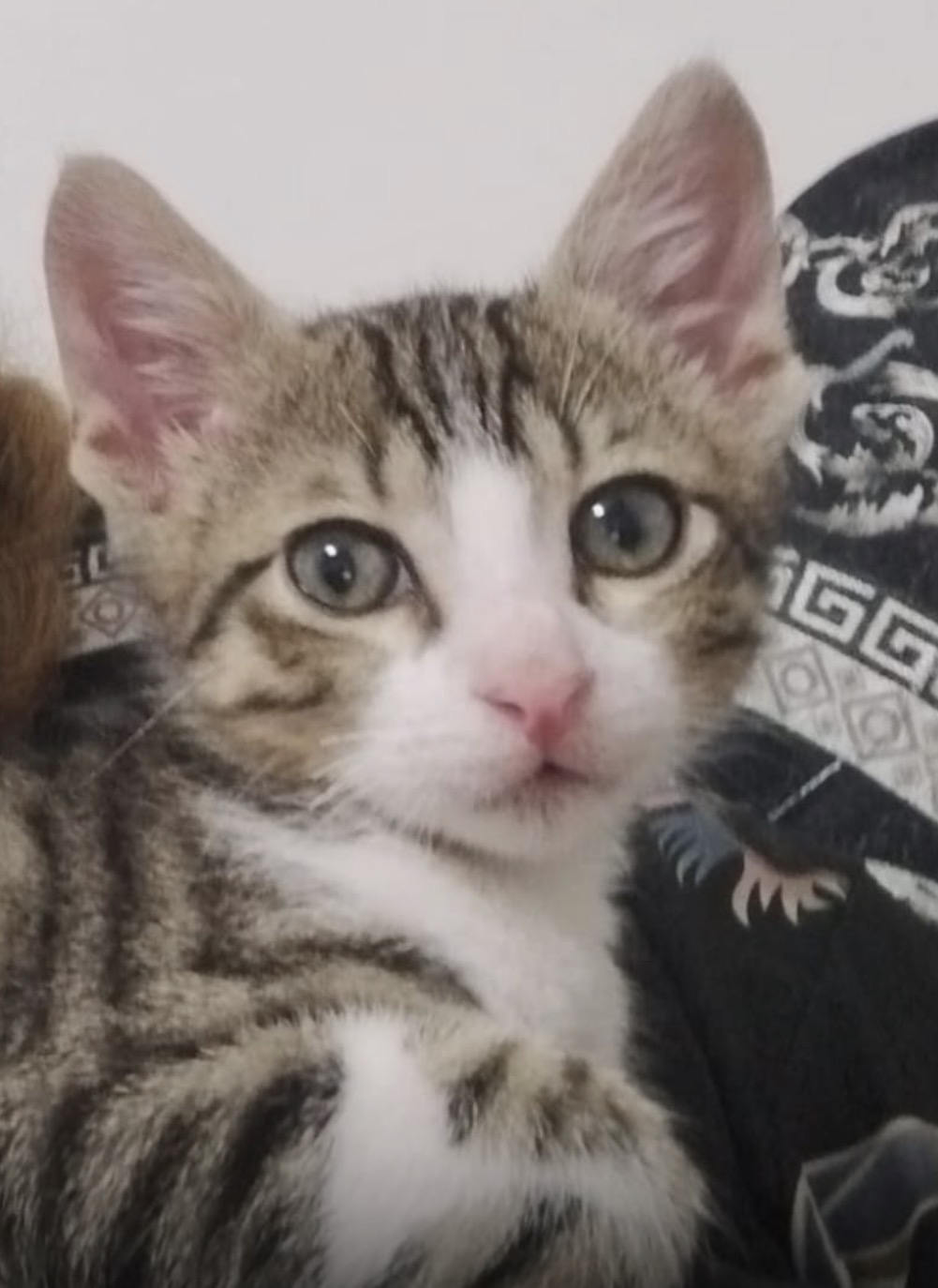 Jocker, gatto Europeo in adozione