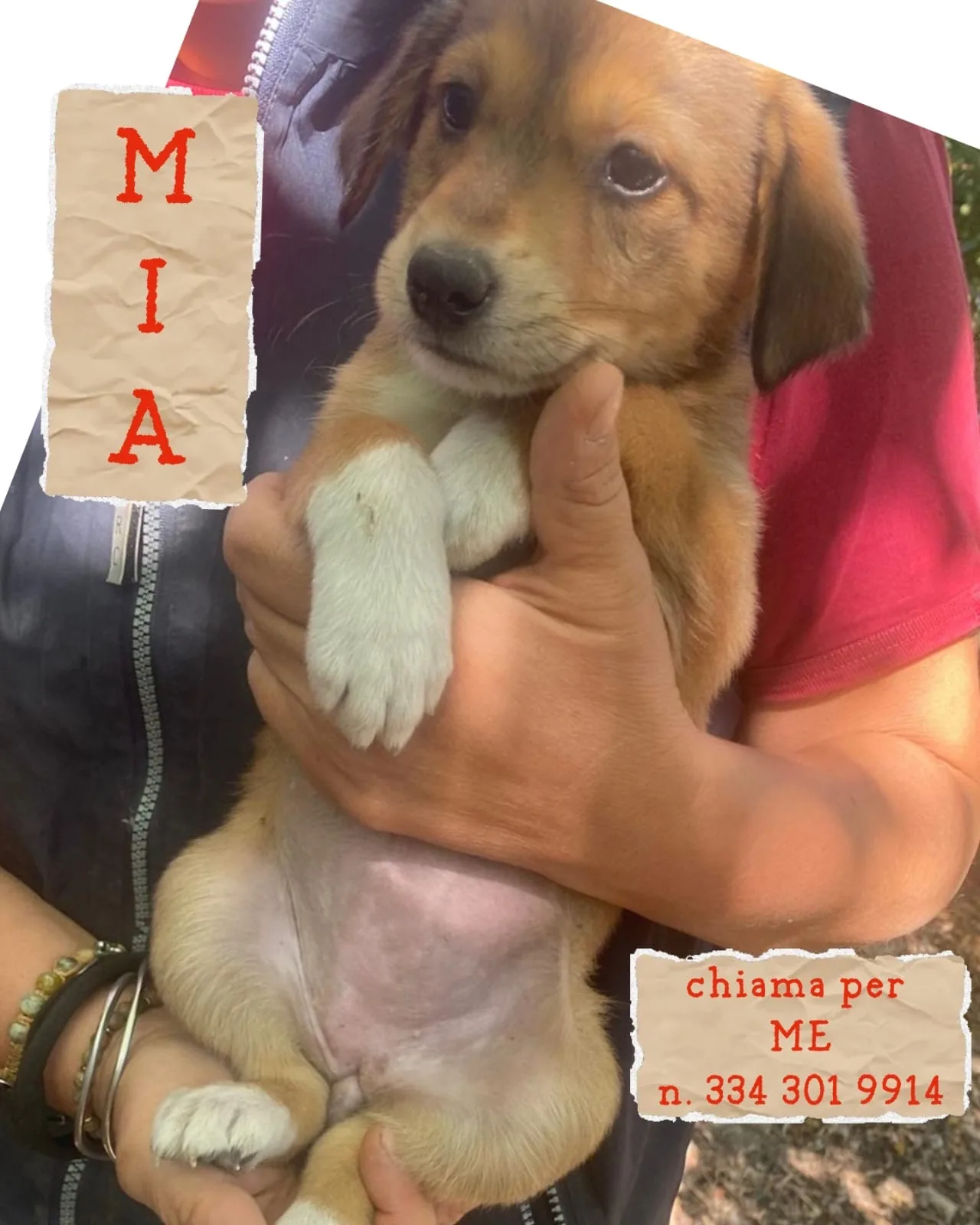 Mia, cane Meticcio in adozione a Crotone - foto 2