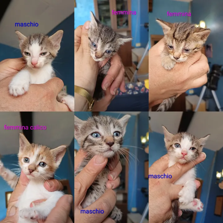 In attesa di scelta, gatto Europea in adozione a Vibo Valentia - foto 1