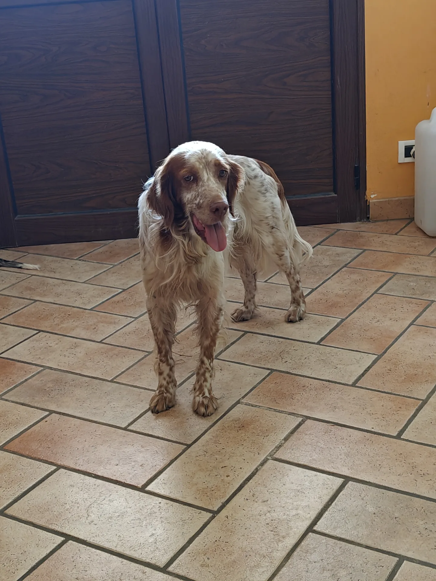 Oscar, cane in adozione a Trapani - foto 1