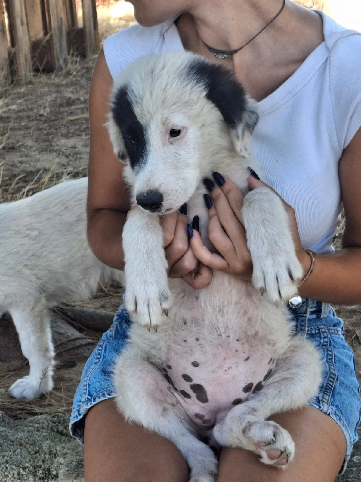 Brie, cane Meticcio in adozione a Crotone - foto 4