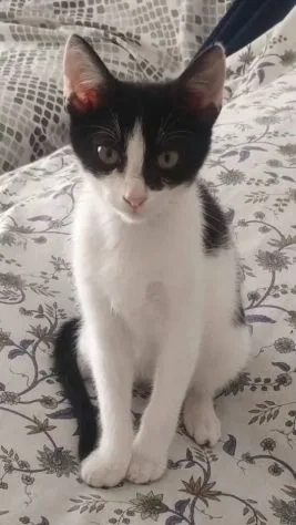 Dario, gatto in adozione a Latina - foto 3