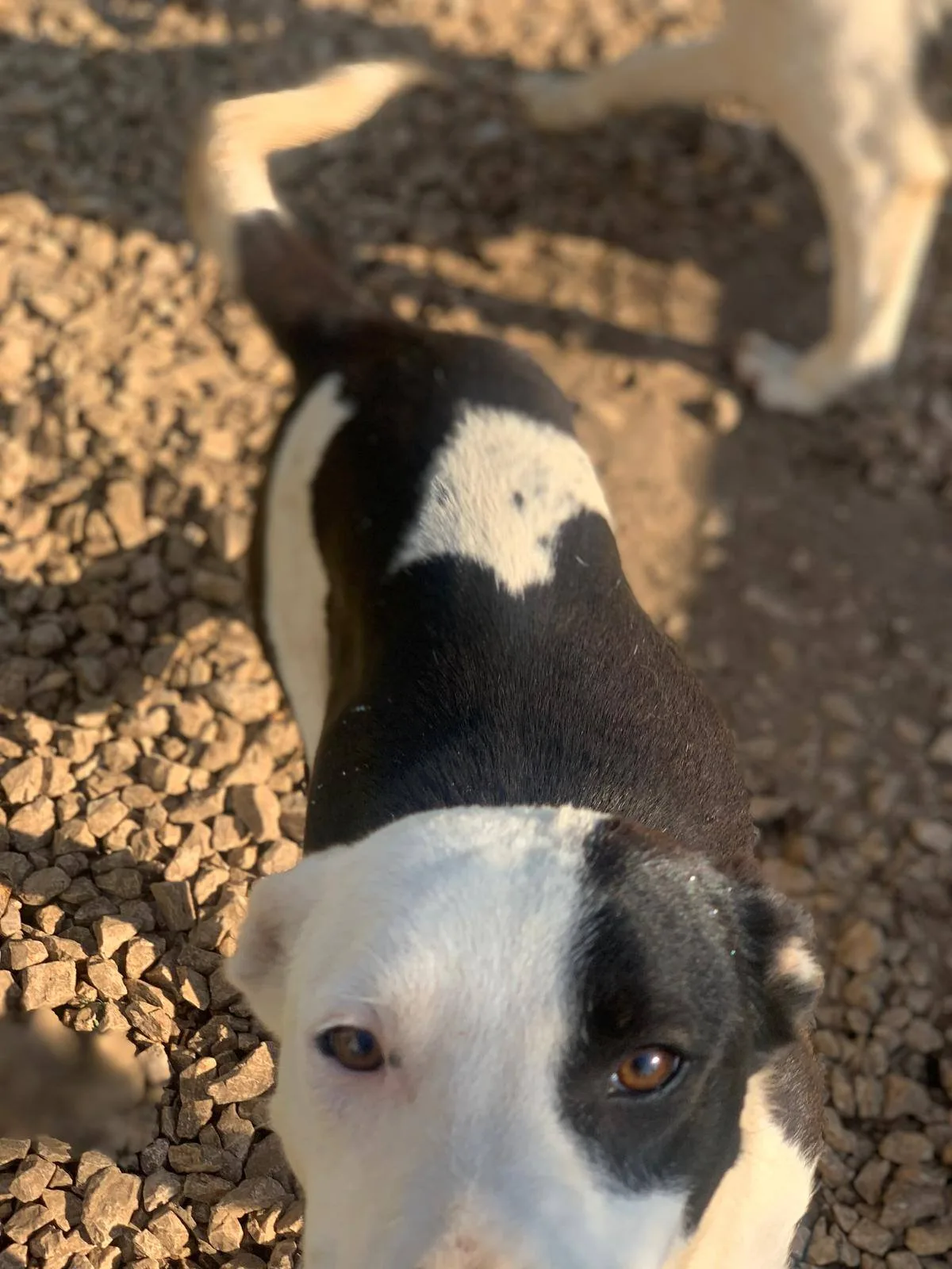 Gypsy, cane meticcio in adozione a Latina - foto 2